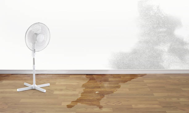 Best Flooded house restoration  in Franklin Park, FL