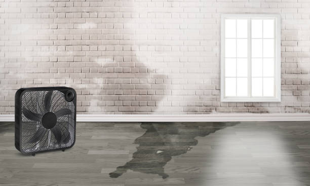 Best Residential water damage restoration  in Franklin Park, FL